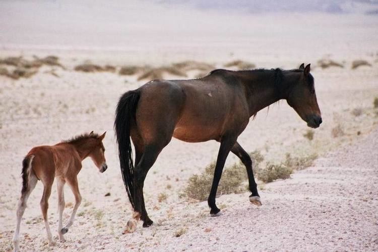 Namib Desert Horse Namib Desert Horse Info Origin History Pictures Horse Breeds