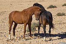 Namib Desert Horse Namib Desert Horse Wikipedia