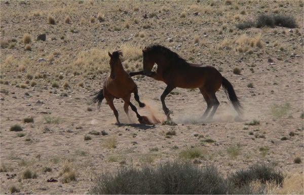 Namib Desert Horse The feral horses of the Namib Desert
