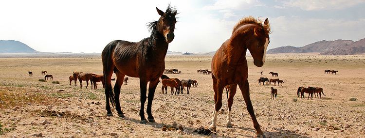 Namib Desert Horse Namibia Wild Horses Foundation
