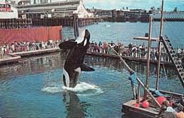Namu (orca) Captive orca whale Namu arrives in Seattle on July 27 1965
