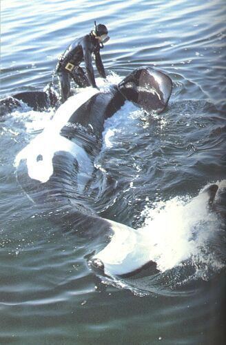 Namu (orca) wwworcahomedeimagesnamu24jpg