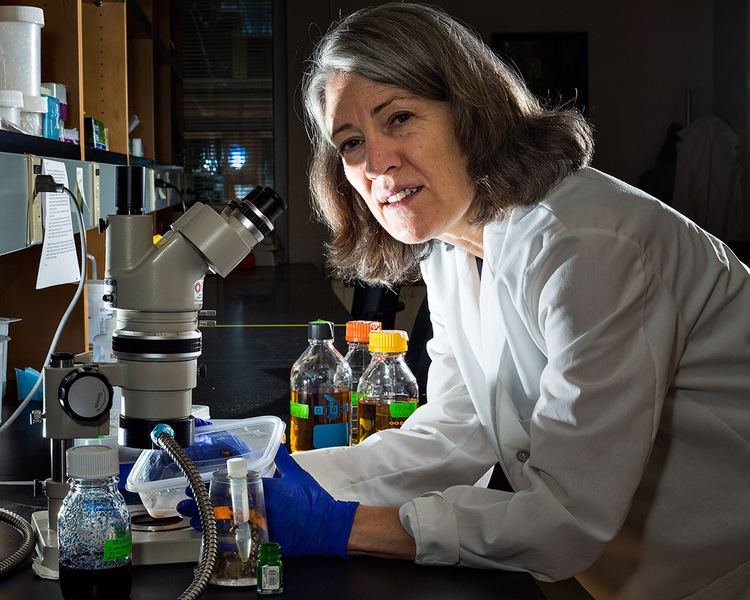 Nancy A. Moran Nancy Moran on Bees Microbes Symbiosis Quanta Magazine