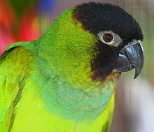 Nanday parakeet httpsuploadwikimediaorgwikipediacommonsthu