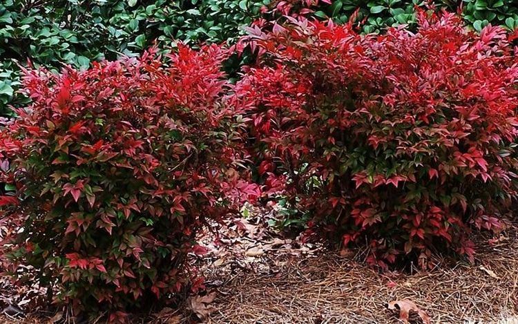 Nandina 1000 images about Nandinas on Pinterest Shrubs Landscapes and