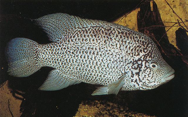 Nandopsis Fish Identification
