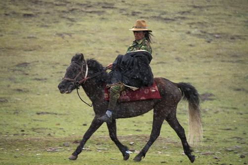 Nangchen horse wwwhorsebreedspicturescomwpcontentuploads201