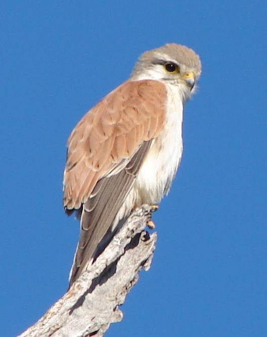 Nankeen kestrel Nankeen Kestrel Falco cenchroides