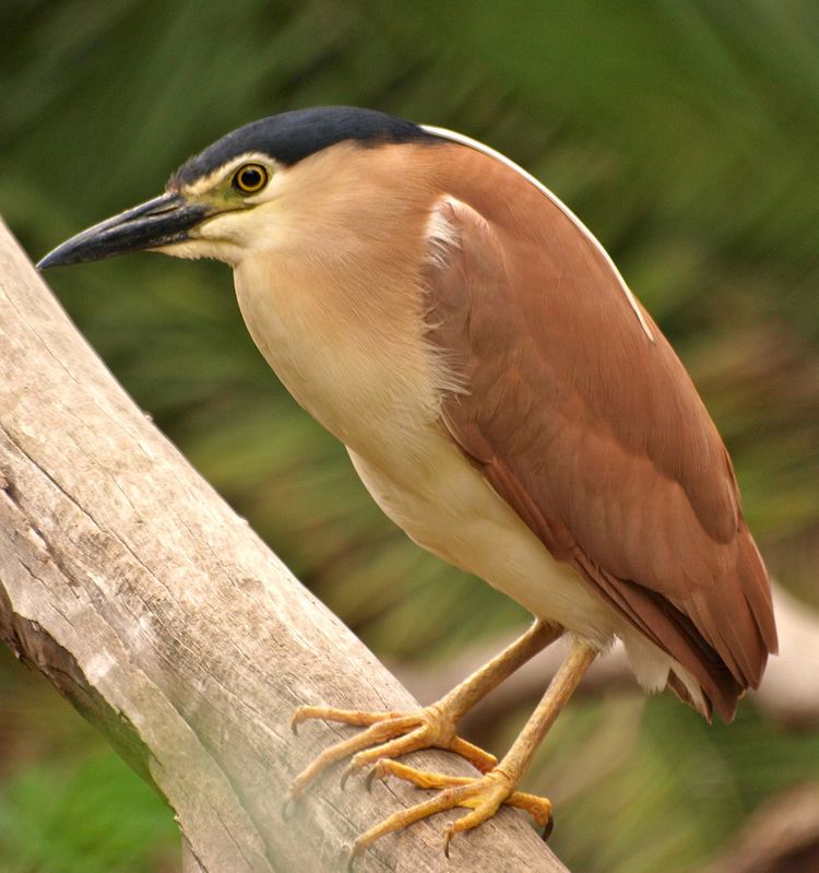 Nankeen night heron Nankeen Night Heron With Two Legs The quotwith two legsquot c Flickr