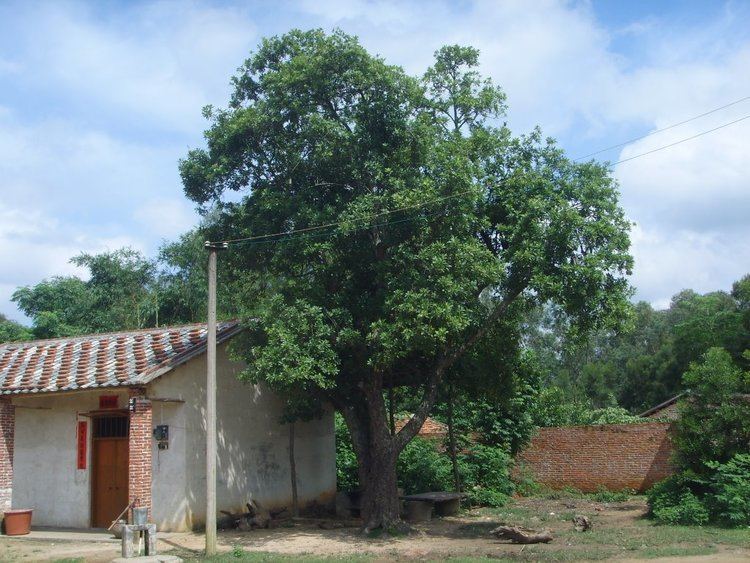 Nanmu Panoramio Photo of Tree of DA Nanmu
