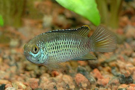 Nannacara Nannacara anomala Golden Dwarf Cichlid Seriously Fish