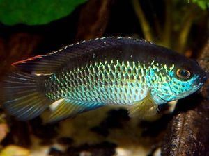 Nannacara Pair Nannacara anomala Golden dwarf cichlid Male Female eBay