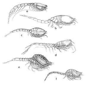 Nannastacidae httpsuploadwikimediaorgwikipediacommonsthu