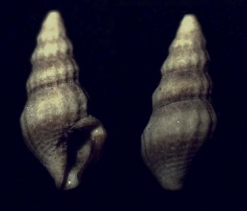Nannodiella vespuciana
