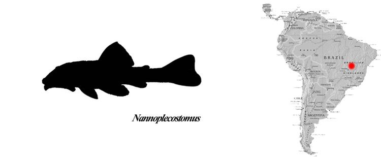 Nannoplecostomus eleonorae wwwlwelsecomgalleryfiles13778nannopleco