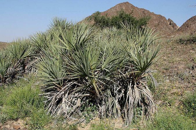 Nannorrhops Nannorrhops ritchiana Palmpedia Palm Grower39s Guide