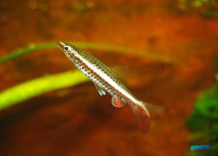 Nannostomus eques Nannostomus eques Hockeystick Pencilfish Poeciliobrycon auratus