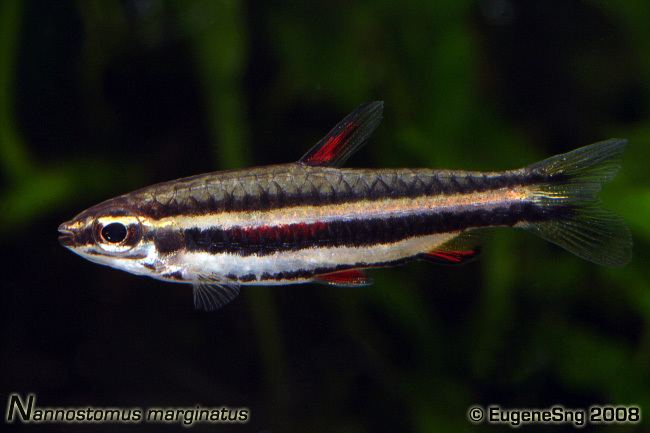 Nannostomus marginatus Nannostomus marginatus tiny pencil fish