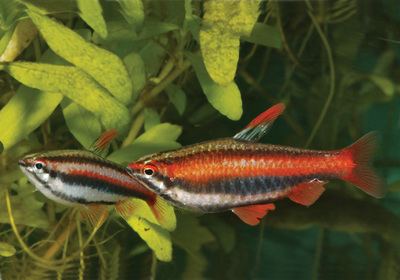 Nannostomus mortenthaleri Nannostomus mortenthaleri Details Fish of the Month TFH Magazine