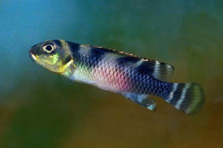 Nanochromis Nanochromis transvestitus Seriously Fish