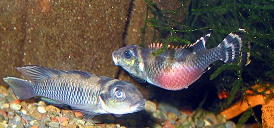 Nanochromis Nanochromis transvestitus