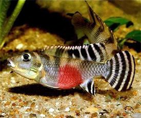 Nanochromis transvestitus Nanochromis transvestitus Tropical Fish Diszhalinfo