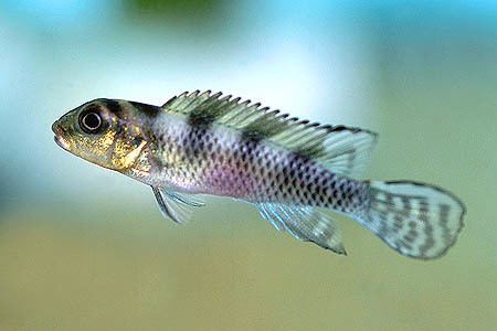 Nanochromis transvestitus Nanochromis transvestitus Seriously Fish