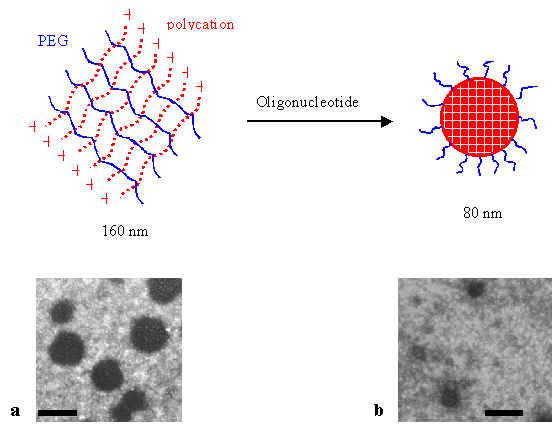 Nanogel Nanomedicine Group