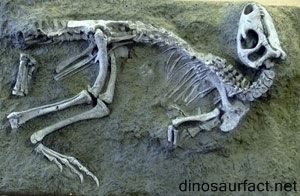 Nanosaurus Nanosaurus dinosaur