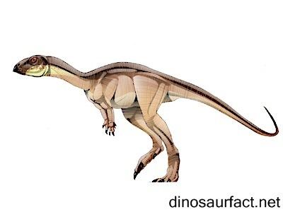 Nanosaurus wwwdinosaurfactnetPicturesNanosaurus2jpg