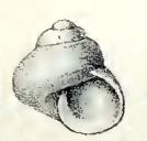 Nanula tasmanica