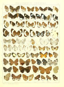 Napaea (butterfly) httpsuploadwikimediaorgwikipediacommonsthu