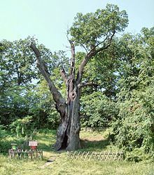 Napoleon Oak httpsuploadwikimediaorgwikipediacommonsthu