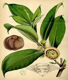 Napoleonaea imperialis httpsuploadwikimediaorgwikipediacommonsthu