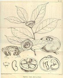 Napoleonaea vogelii httpsuploadwikimediaorgwikipediacommonsthu