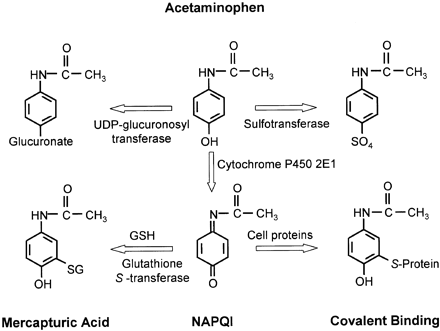 NAPQI Hepatitis C Acarbose and Acetaminophen A Dangerous Combination