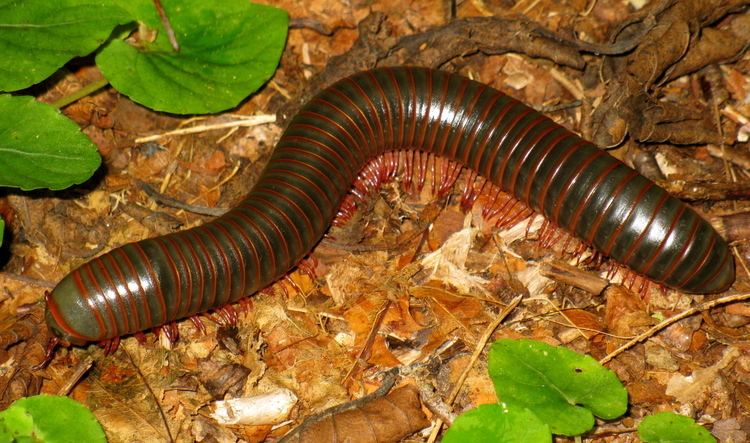 Narceus americanus Narceus americanus North American Millipede Sighted New York