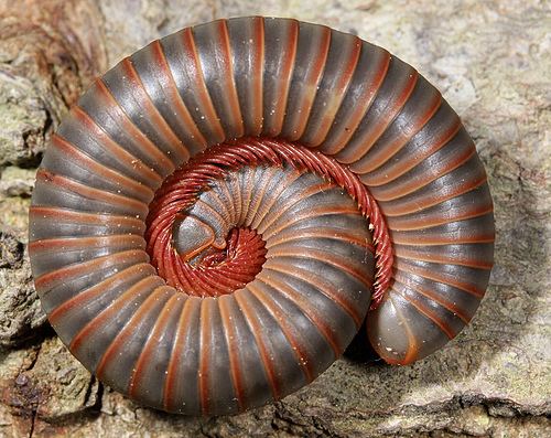 Narceus americanus American Giant Millipede Narceus americanus iNaturalistorg