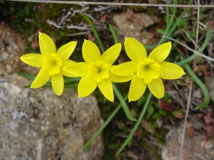 Narcissus assoanus FileNarcissus assoanus 5jpg Wikimedia Commons