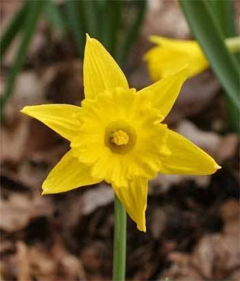 Narcissus asturiensis asturiensis