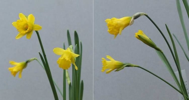Narcissus asturiensis Scottish Rock Garden Club gtBulb Log