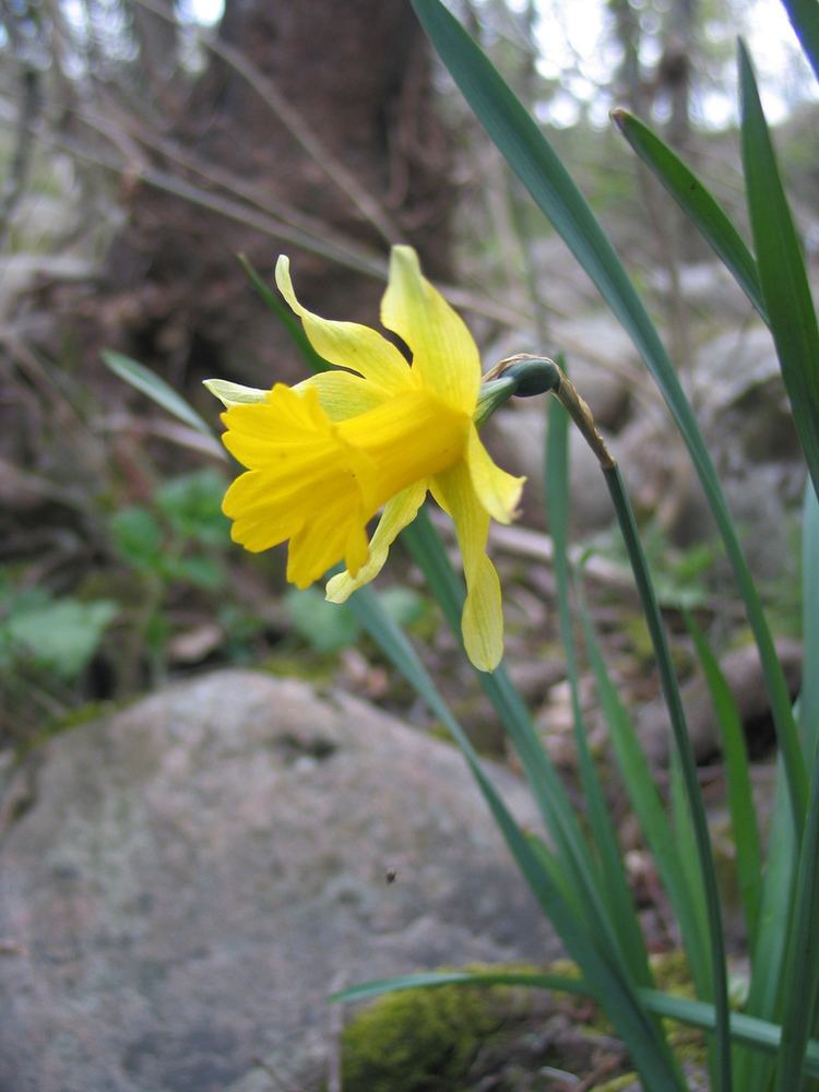Narcissus asturiensis Narcissus asturiensis Wikipedia