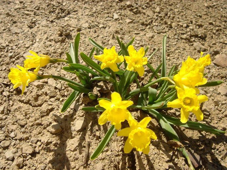 Narcissus asturiensis httpsuploadwikimediaorgwikipediacommons33