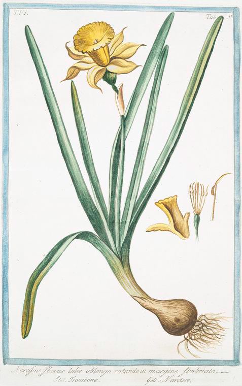 Narcissus blanchardii
