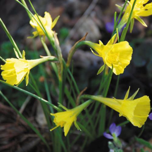 Narcissus bulbocodium NARCISSUS BULBOCODIUM SEEDS