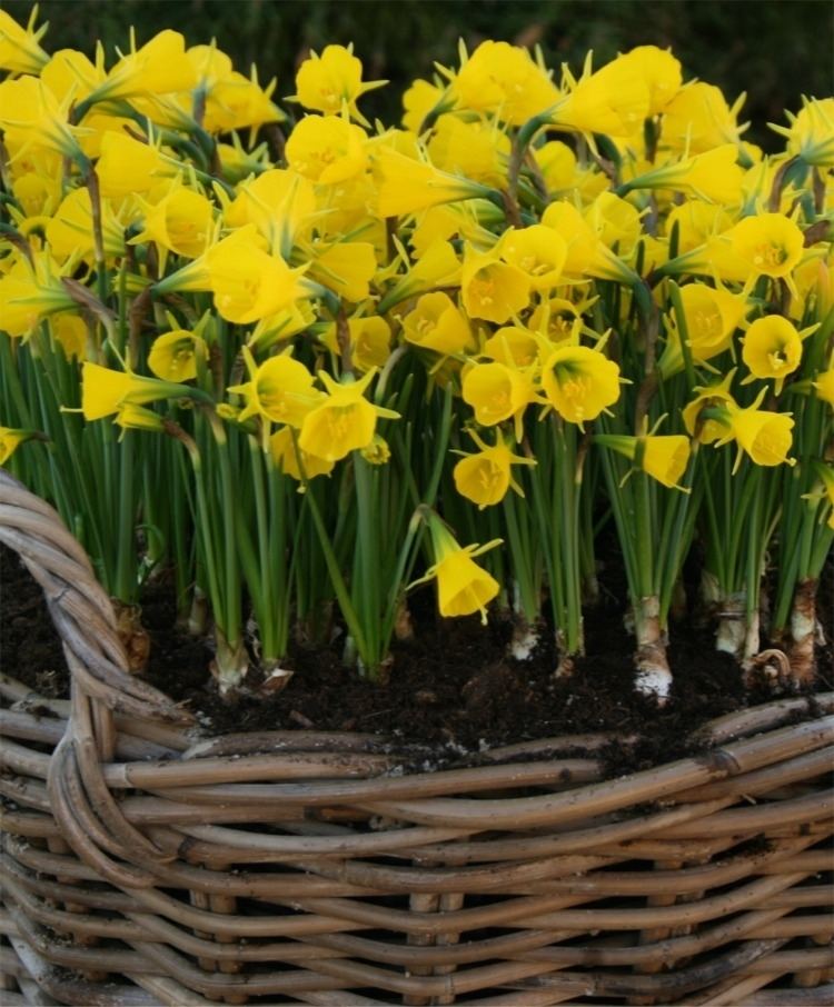 Narcissus bulbocodium Narcissus bulbocodium Golden Bells