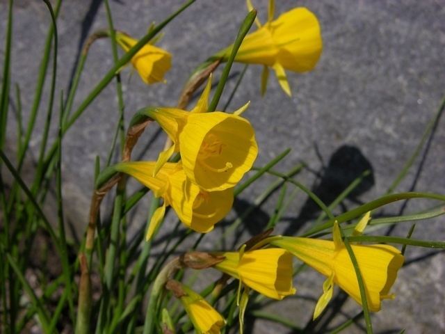Narcissus bulbocodium Hooppetticoat Daffodil Div Ten Narcissus bulbocodium Biopix