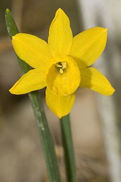 Narcissus calcicola httpsuploadwikimediaorgwikipediacommonsthu