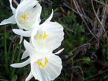 Narcissus cantabricus httpsuploadwikimediaorgwikipediacommonsthu