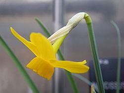 Narcissus cuatrecasasii httpsuploadwikimediaorgwikipediacommonsthu